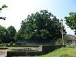Hundred Horse Chestnut - Wikipedia, the free encyclopedia
