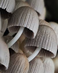 Attēlu rezultāti vaicājumam “Coprinus disseminatus”