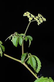 Attēlu rezultāti vaicājumam “Vitaceae”