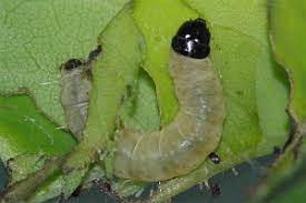 Attēlu rezultāti vaicājumam “Acleris bergmanniana”