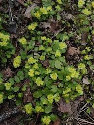 Attēlu rezultāti vaicājumam “Chrysosplenium alternifolium”