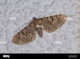 Attēlu rezultāti vaicājumam “Eupithecia venosata”