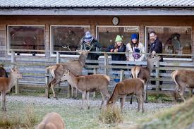 Image result for Clyde Valley Predators