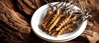 Attēlu rezultāti vaicājumam “Cordyceps”