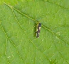 Attēlu rezultāti vaicājumam “Eupteryx vittata”