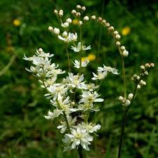 Attēlu rezultāti vaicājumam “Filipendula vulgaris bud”