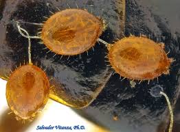 Attēlu rezultāti vaicājumam “Mesostigmata”