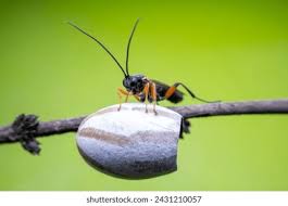 Attēlu rezultāti vaicājumam “Ichneumonidae cocoon”