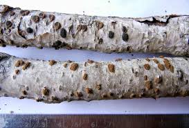 Attēlu rezultāti vaicājumam “Merismodes anomala”