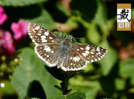 Attēlu rezultāti vaicājumam “Pyrgus serratulae upperside”