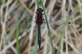 Attēlu rezultāti vaicājumam “Leucorrhinia rubicunda”