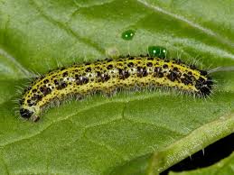 Attēlu rezultāti vaicājumam “Pieris brassicae larva”