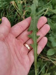 Attēlu rezultāti vaicājumam “Leontodon hispidus leaf”
