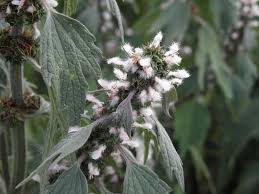 Attēlu rezultāti vaicājumam “Leonurus quinquelobatus”