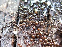 Attēlu rezultāti vaicājumam “Enerthenema papillatum”