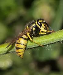Attēlu rezultāti vaicājumam “Vespula germanica male”