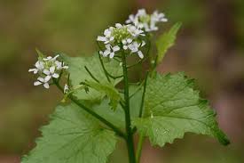 Attēlu rezultāti vaicājumam “Alliaria petiolata”