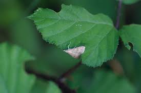 Attēlu rezultāti vaicājumam “Udea fulvalis”