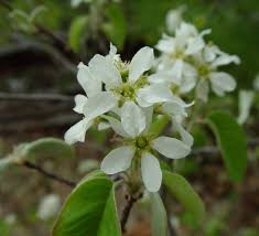 Attēlu rezultāti vaicājumam “Amelanchier spicata fruit”