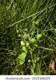 Attēlu rezultāti vaicājumam “Cynoglossum officinale fruit”