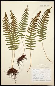 Attēlu rezultāti vaicājumam “Polypodium vulgare”