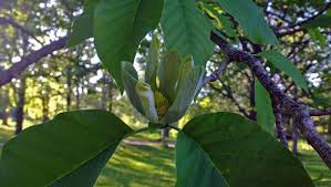 Attēlu rezultāti vaicājumam “Magnolia acuminata leaf”