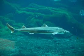 Image result for Squalus acanthias