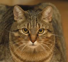 Attēlu rezultāti vaicājumam “Felis silvestris catus”