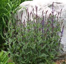 Attēlu rezultāti vaicājumam “Salvia nemorosa leaf”