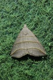 Attēlu rezultāti vaicājumam “Colobochyla salicalis”