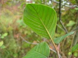 Attēlu rezultāti vaicājumam “Frangula alnus leaf”