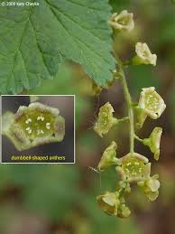 Attēlu rezultāti vaicājumam “Ribes rubrum leaf”