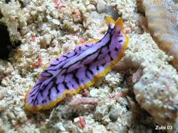 Attēlu rezultāti vaicājumam “Plathelminthes”