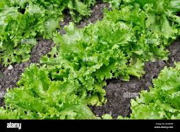 Attēlu rezultāti vaicājumam “Lactuca sativa”