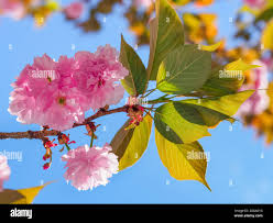 Attēlu rezultāti vaicājumam “Prunus (sakura)”