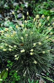 Attēlu rezultāti vaicājumam “Carex globularis flower”