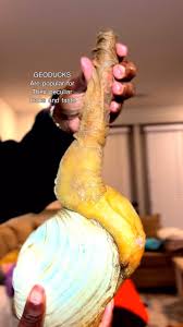Image result for geoduck