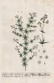 Attēlu rezultāti vaicājumam “Galium album”