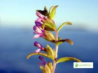 Attēlu rezultāti vaicājumam “Odontites vulgaris fruit”