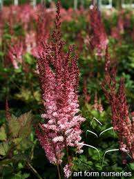 Attēlu rezultāti vaicājumam “Astilbe chinensis leaf”