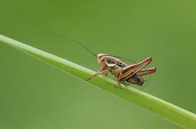 Attēlu rezultāti vaicājumam “Metrioptera roeselii”