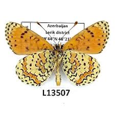 Attēlu rezultāti vaicājumam “Melitaea didyma male”