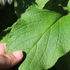 Image result for Borretsch