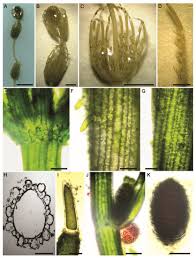 Attēlu rezultāti vaicājumam “Chara rudis”