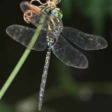 Attēlu rezultāti vaicājumam “Aeshna juncea male”