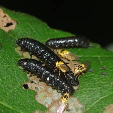 Attēlu rezultāti vaicājumam “Agelastica alni larva”