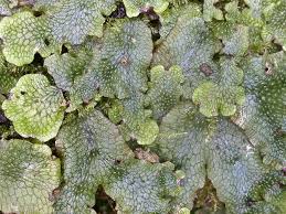 Attēlu rezultāti vaicājumam “Conocephalum”