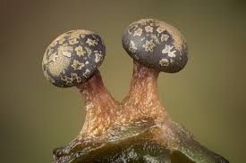 Attēlu rezultāti vaicājumam “Diderma tigrinum stalked”