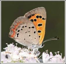 Attēlu rezultāti vaicājumam “Lycaena phlaeas”