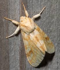 Attēlu rezultāti vaicājumam “Rhopalus maculatus imago”